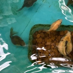 ピンポンパール金魚稚魚の画像