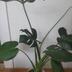 ランキングキーワードに紐づく投稿画像-観葉植物
