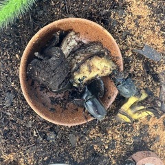 カブトムシ！あいの里すぐ近く当別町の画像