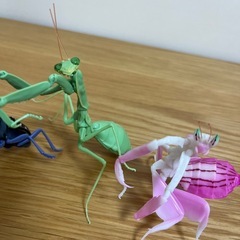 虫セットの画像