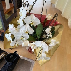 花が散った胡蝶蘭の画像