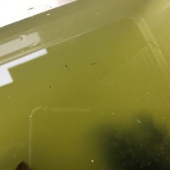 白メダカをプレゼント‼️   （お子様限定）の画像