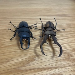 クワガタの画像