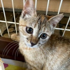 キジトラ3姉妹❗️