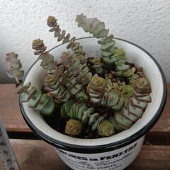 多肉植物　数珠姫の画像