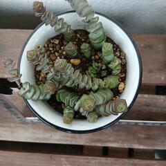 多肉植物　数珠姫の画像