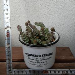 多肉植物　数珠姫の画像