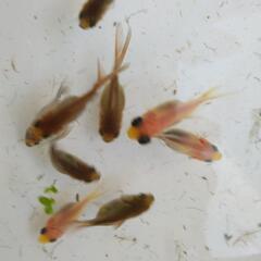 ミックス金魚3匹　生後2カ月程&ホテイソウ3株以上　の画像