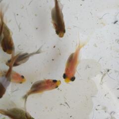 ミックス金魚3匹　生後2カ月程&ホテイソウ3株以上　の画像