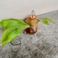 ビカクシダ ヒリーパナマ⭐︎ コルク付け　中株　観葉植物　コウモリラン