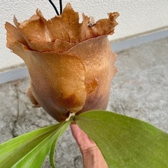 ビカクシダ ヒリーパナマ⭐︎ コルク付け　中株　観葉植物　コウモリランの画像