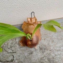 ビカクシダ ヒリーパナマ⭐︎ コルク付け　中株　観葉植物　コウモリランの画像