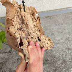 ビカクシダ ヒリーパナマ⭐︎ コルク付け　中株　観葉植物　コウモリランの画像