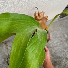 ビカクシダ ヒリーパナマ⭐︎ コルク付け　中株　観葉植物　コウモリランの画像