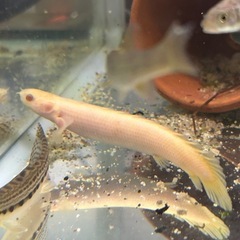 ポリプテルスセネガル  ノーマル  アルビノ    熱帯魚の画像