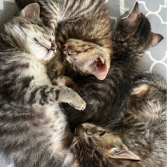 4匹子猫里親募集