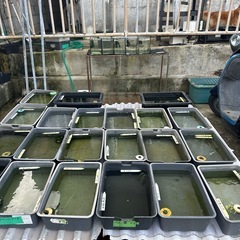 メダカ展示会