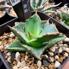 アガベ小株【貔貅】の画像