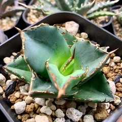 アガベ小株【貔貅】の画像