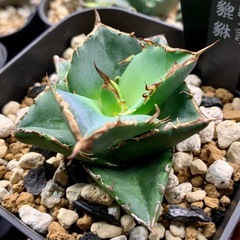 アガベ小株【貔貅】の画像
