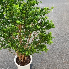 観葉植物　バロック　高さ
130cmの画像