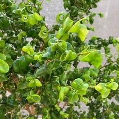 観葉植物　バロック　高さ
130cmの画像