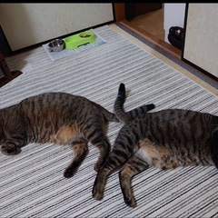 里親募集