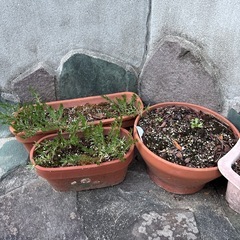 植木鉢　の画像
