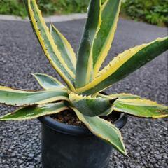 アガベ　アメリカーナ　斑入りの画像
