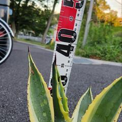 アガベ　アメリカーナ　斑入りの画像