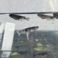 【商談中】オロチ鰭長✖️和墨RLF  F2   10匹の画像