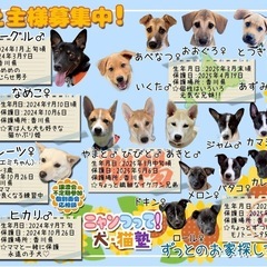 里親募集中です！是非譲渡会へ(*^ω^*)