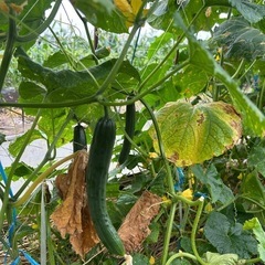 【7/20受渡し限定】キュウリ差し上げますの画像