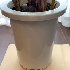 【南国気分に！】アレカヤシの画像