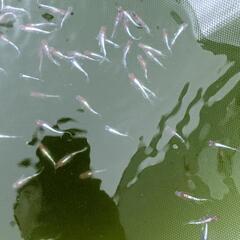 メダカの画像