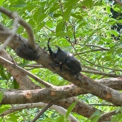 カブトムシの画像