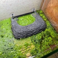 【大量】アマゾンフロッグピット　浮き草の画像