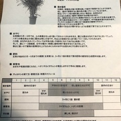 【南国気分に！】アレカヤシの画像