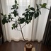 ランキングキーワードに紐づく投稿画像-観葉植物