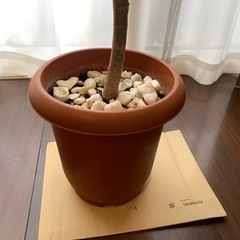 【部屋を爽やかに】フランスゴムの木の画像