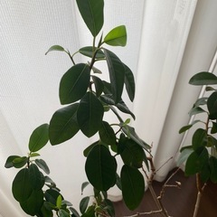 【部屋を爽やかに】フランスゴムの木の画像