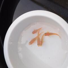 屋外飼育で強い　メダカの画像