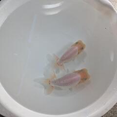 らんちゅうの画像