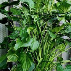 観葉植物　大型株　クワズイモ　165cmの画像