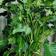 観葉植物　大型株　クワズイモ　165cmの画像