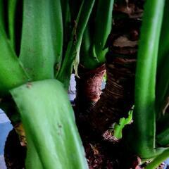 観葉植物　大型株　クワズイモ　165cmの画像