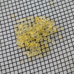 めだか　オロチの針子と卵の画像