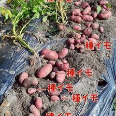 No.236【種イモ】美味しいジャガイモ‼️⑫ジャガイモの種イモ【レッドムーン】2キロ強入り(※サイズは1個40㌘以上)2000円‼️相場メーカー2キロ2800円～＋送料‼️の画像