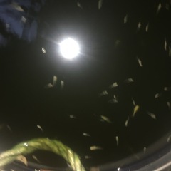 メダカ4種10×4　合計40匹の画像