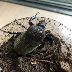 13カブトムシの成虫　無料で差し上げます(予約済み)の画像